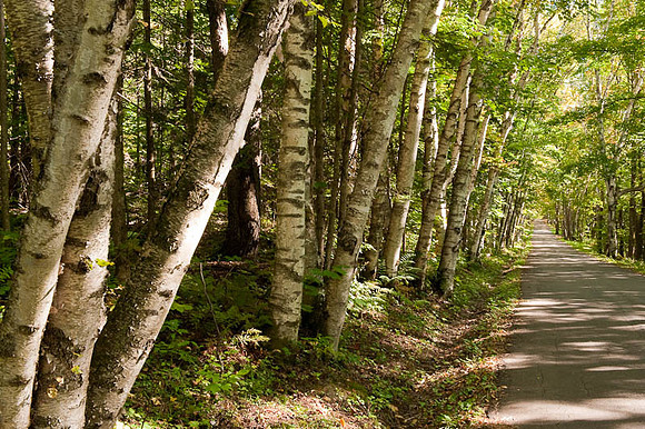 Mt Prospect Road, NH