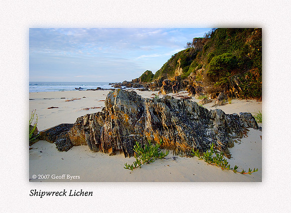 Shipwreck Lichen