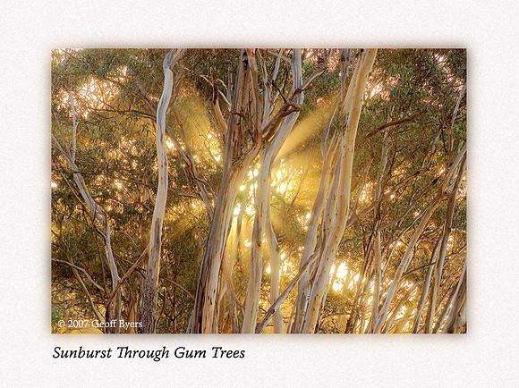 Sunburst Through Gum Trees