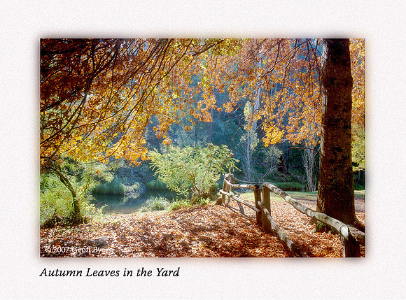 Autumn Leaves in the Yard
