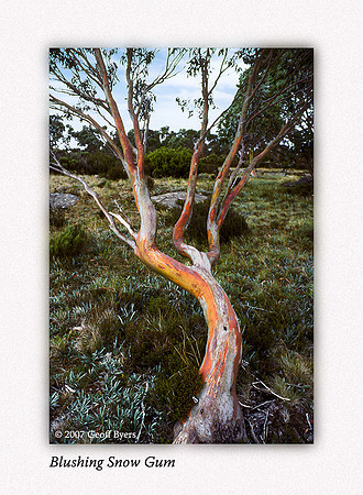 Blushing Snow Gum